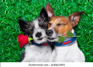 Cuple Of Dogs On Love Fro Valentines Day Or Wedding Aniversary Very Close Together Cudly And Cozy  With Rose In Mouth