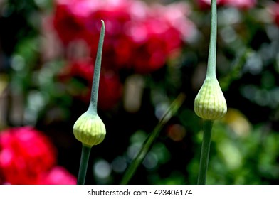 Cupolas With Celery Seed