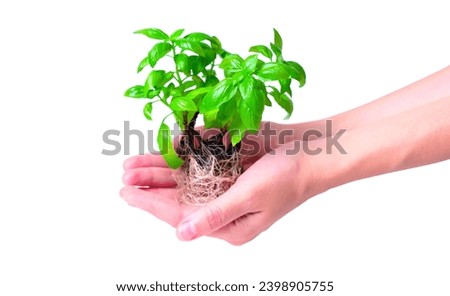 Cupped hands holding a cluster of young basil shoots with a robust root system, set against a clean white background.