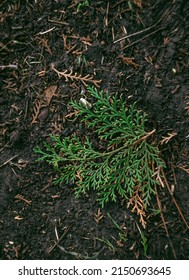 Cupressaceae, Cypress, Cypress Leaf, Cypress Branch