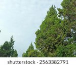 Cupressus macrocarpa (Monterey Cypress) is a coniferous tree species within Cupressaceae, indigenous to temperate biomes. Hartweg (1847) formally described this species.