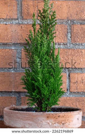 Image, Stock Photo Photographed for willma