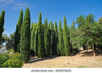 The Cupressus sempervirens, the Mediterranean cypress in the park  South Italy 