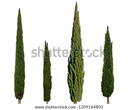 Cupressus sempervirens mediterranean cypress trees isolated on white background