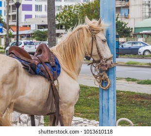      Curacao Carnival Horse Parade  Views Around The Small Caribbean Island Of Curacao