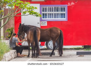      Curacao Carnival Horse Parade  Views Around The Small Caribbean Island Of Curacao