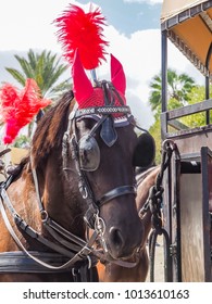      Curacao Carnival Horse Parade  Views Around The Small Caribbean Island Of Curacao