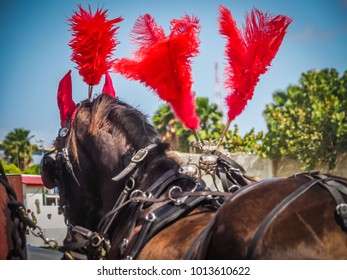      Curacao Carnival Horse Parade  Views Around The Small Caribbean Island Of Curacao