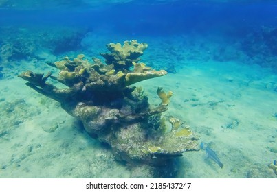 Curacao Tropical reef in the shallow sea. Snorkeling with fish and corals. Underwater photography, seascape in the shallow ocean.