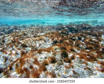 Curacao Tropical reef in the shallow sea. Snorkeling with fish and corals. Underwater photography, seascape in the shallow ocean.