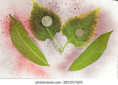 Curated Botanical, Numismatic Assemblage Pressed Leaves Vintage Coins