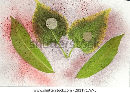 Curated Botanical, Numismatic Assemblage Pressed Leaves Vintage Coins