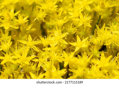 Curative plant used in homeopathy yellow St. Johns wort flowers, sedum acre, or acrid stonecrop, growing large bush in the field, close-up. High quality photo