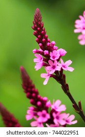 Curative Verbena Officinalis