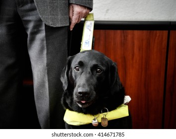 Cure Guide Dog