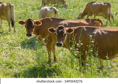 Cure Jersey Cows Grazing On A Paddock. Dairy Cows On A Farmland