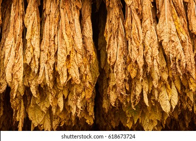 Curing Burley Tobacco