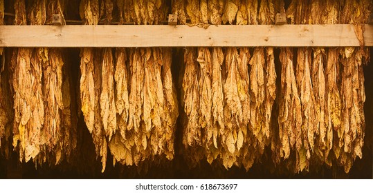 Curing Burley Tobacco Hanging in a Barn