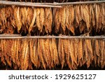 Curing Burley Tobacco Hanging in a Barn.Tobacco leaves drying in the shed.Agriculture farmers use tobacco leaves to incubate tobacco leaves naturally in the barn.