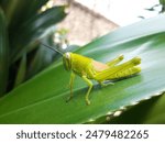 curing green grasshopper sitting on delicate on green plant leaf on blurred wild  nature background


