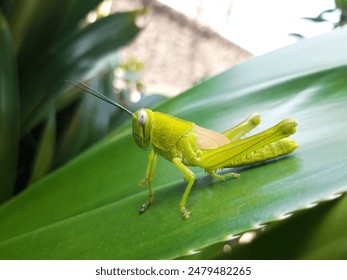 curing green grasshopper sitting on delicate on green plant leaf on blurred wild  nature background

