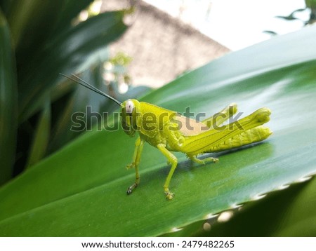 curing green grasshopper sitting on delicate on green plant leaf on blurred wild  nature background

