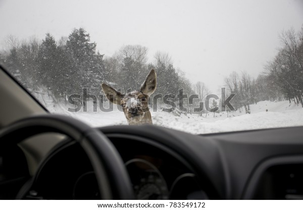 Curios\
deer looking into a car. A view from\
dashboard.