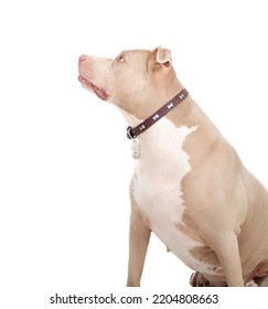 Curios Dog Looking Up, Side Profile. Isolated Large Dog Sitting And Waiting For Food Or Obedience Training. 10 Years Old Female American Pitbull Terrier, Silver Fawn Color. Selective Focus.