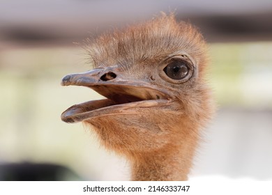 curios female ostrich, close up head  - Powered by Shutterstock