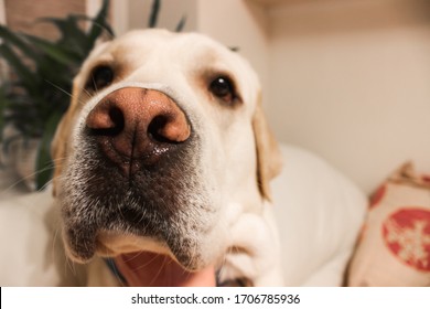 Curios Labrador Retriever Dog Pointing Nose In The Camera. 