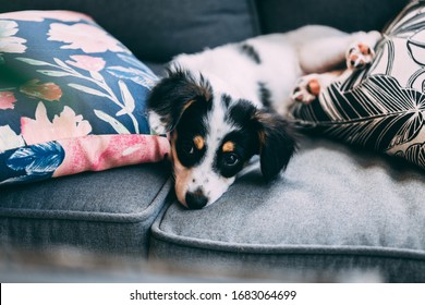 Curios Puppy on the Sofa