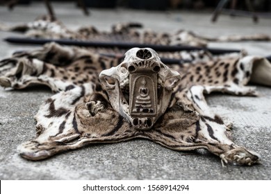 Curiosity Cabinet - Animal Skull With A Buddhist Amulet 