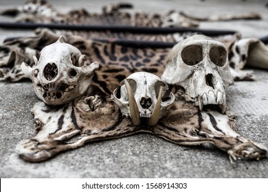 Curiosity Cabinet - Varius Animal Skulls