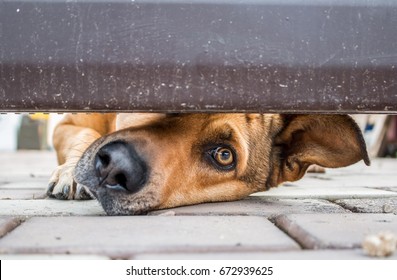  curiosity dog