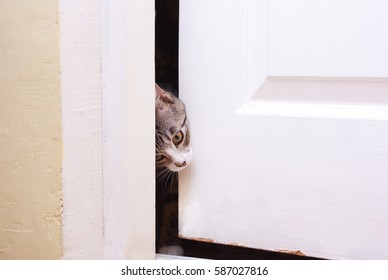 Cat Door Stock Photos Images Photography Shutterstock