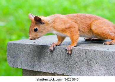  curiosity Squirrel
