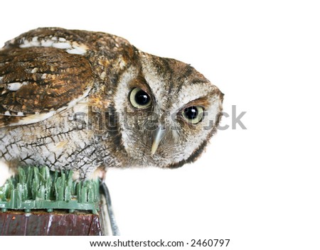 Curiosity and Wisdom of an Owl