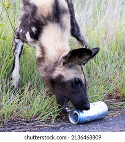 Curious African Wild Dog Plays With A Beer Can