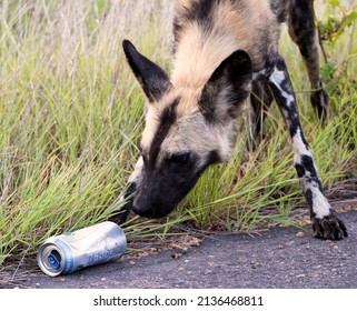 Curious African Wild Dog Plays With A Beer Can