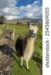 A curious alpaca leads the way on a grassy path with fellow alpaca herd following behind 