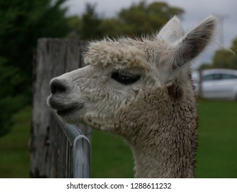 A curious alpaca peers over a fence on a winter day at the Granite Belt, Australia.
