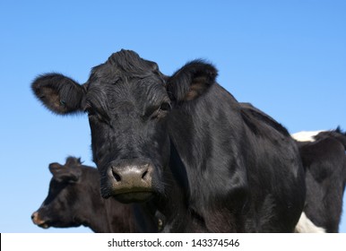 Curious Angus Cow