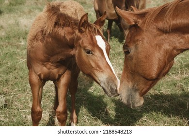 Curious Animal Behavior Of Foal Horse With Mare Closeup With Herd On Ranch In Texas.