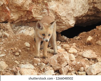 Curious Arabian Red Fox Kit (pup) By Its Den