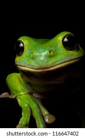 A curious Australian green tree frog look over a ledge on black.