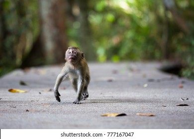 Curious Baby Monkey Running Towards Camera