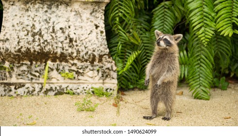 Curious Baby Raccoon Standing Up 