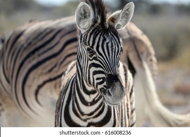 Curious Baby Zebra