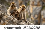 Curious Barbary macaque monkeys huddled together on a rugged rocky outcrop their inquisitive faces and nimble gestures captured with a shallow depth of field evoking a timeless 