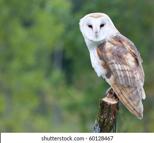 A Curious Barn Owl.